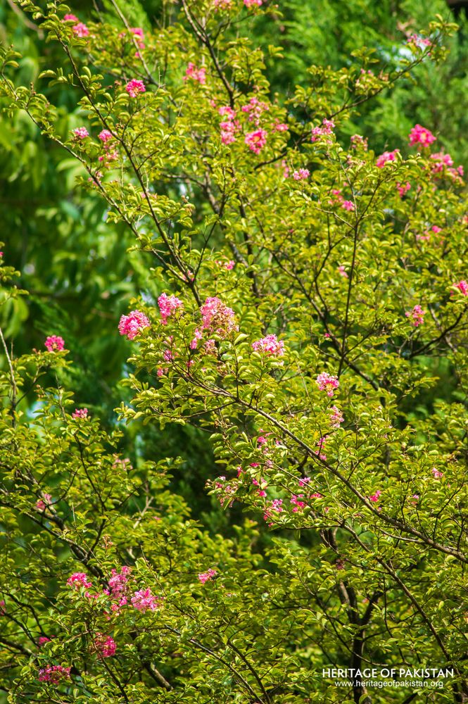 Pink blossoms brighten Lady Garden's verdant landscape.
